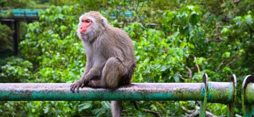 Monkey Bridge Taitung Tour