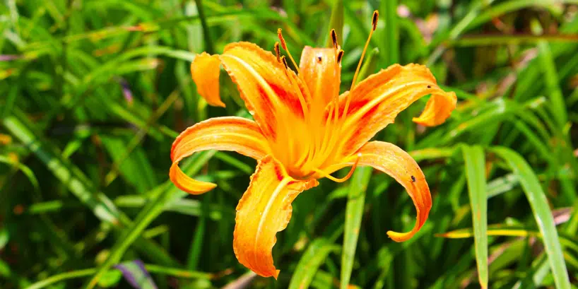 Sixty-Stone-Mountain-Lily