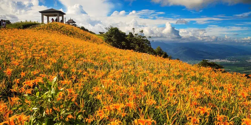 daylily-flower-sixty-stone-