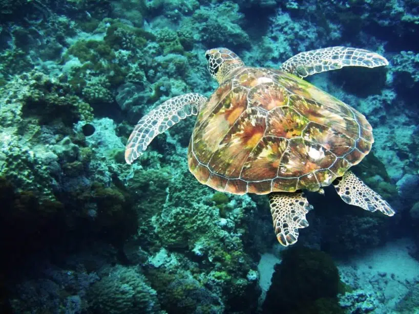 15776231_10157919207920621_1193470462_o Green Island Scuba