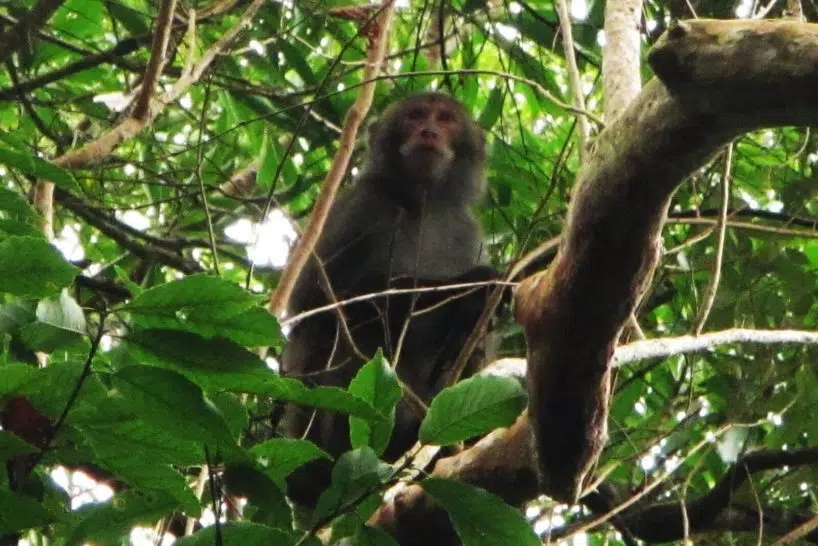 Formosan Macaque Taroko Park tour in Taroko Gorge National Park