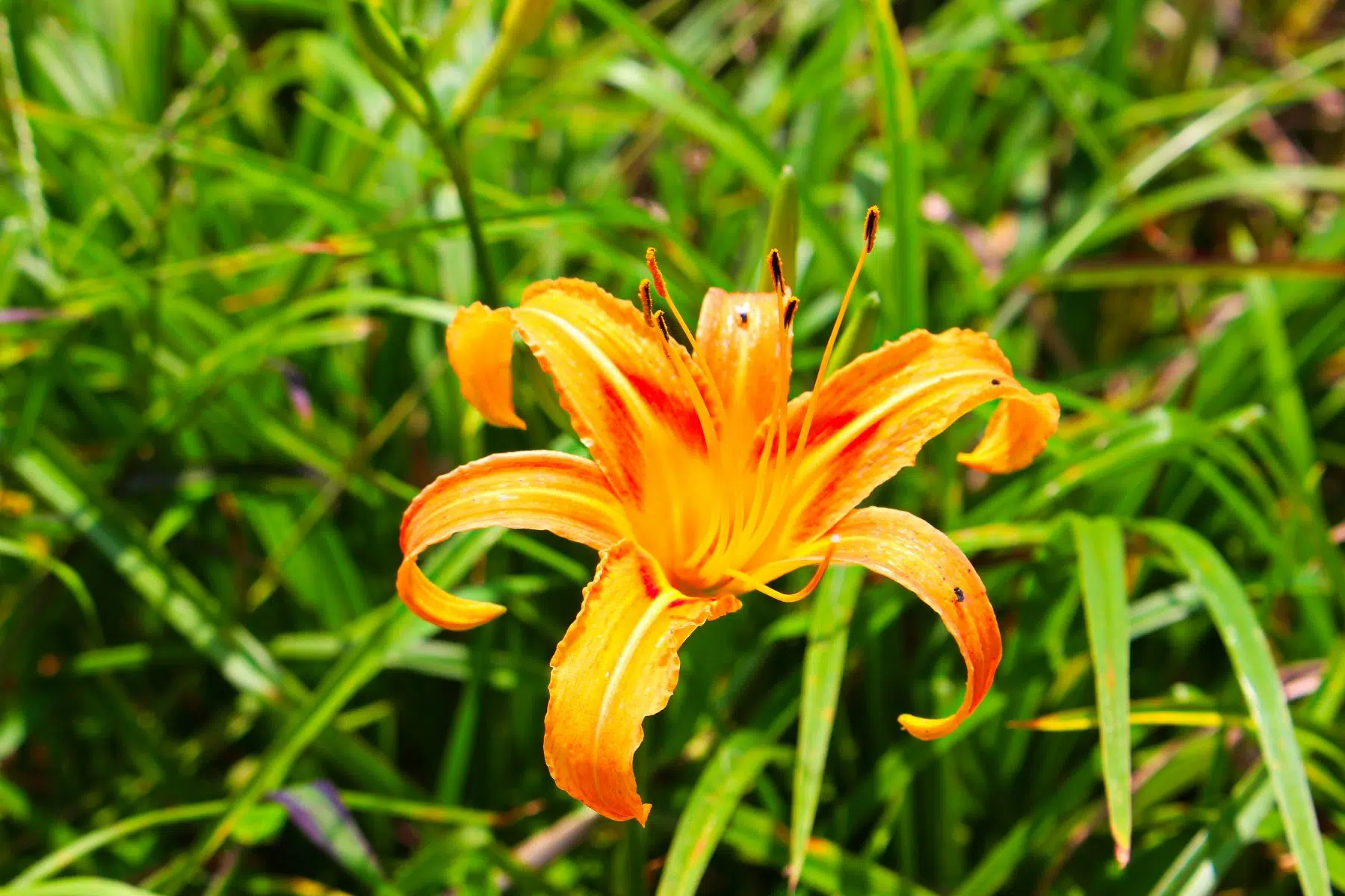 Sixty Stone Mountain tour