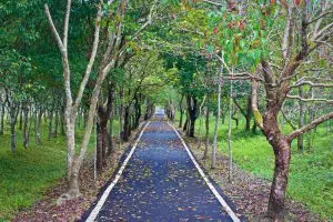 Danong Dafu Danong Dafu Forest Park on the East Rift Valley Tour