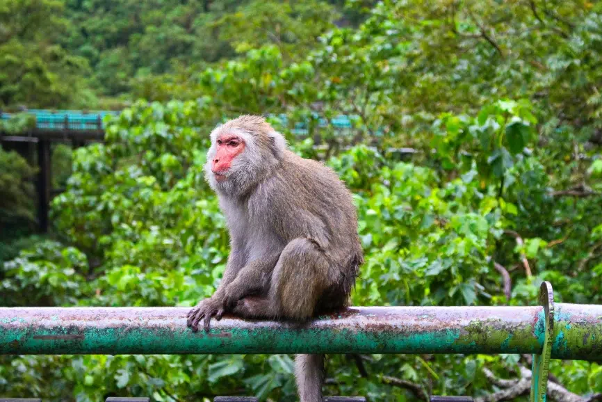 Taroko Gorge Guide (5) Taroko Gorge Guide